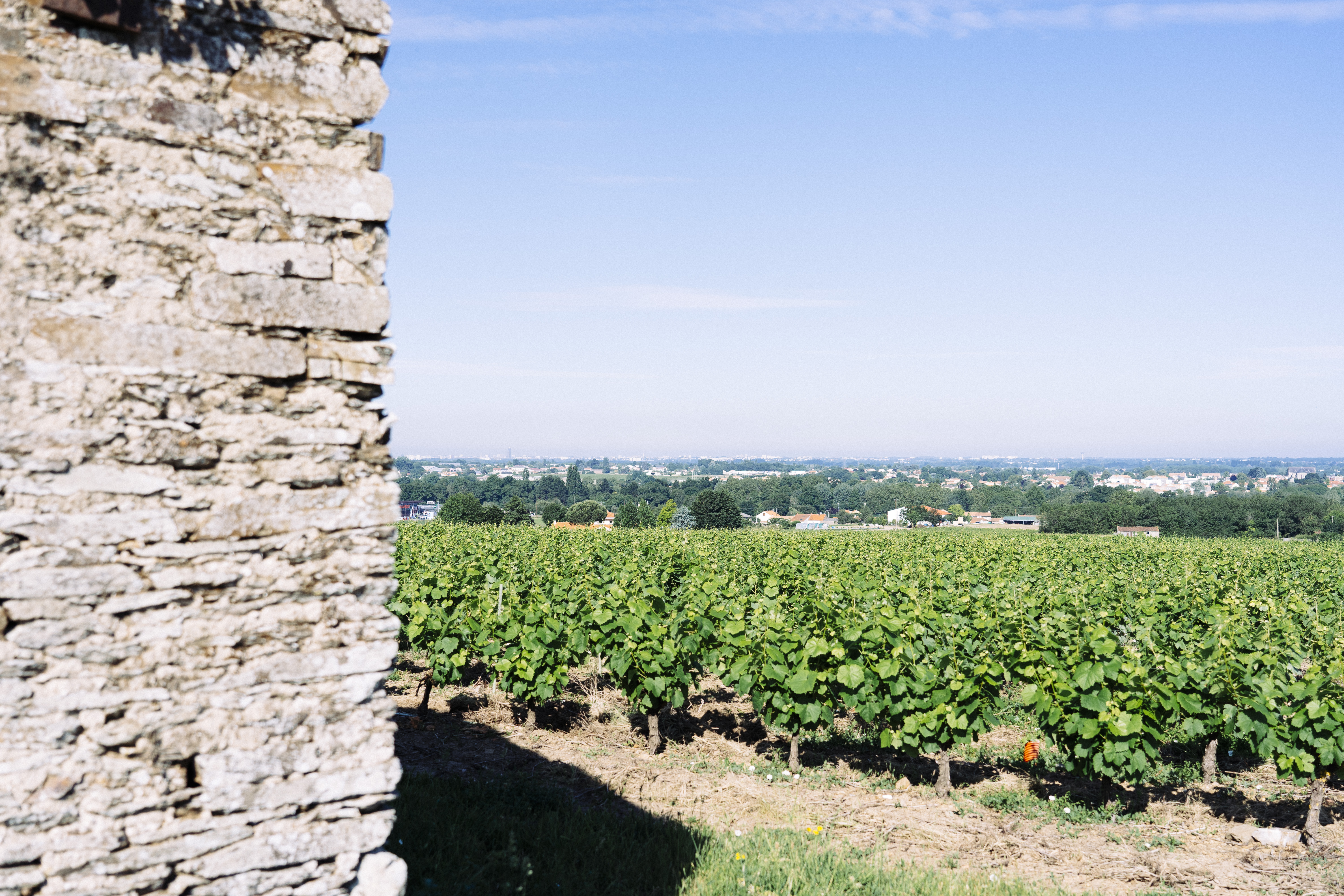 Vignoble Muscadet