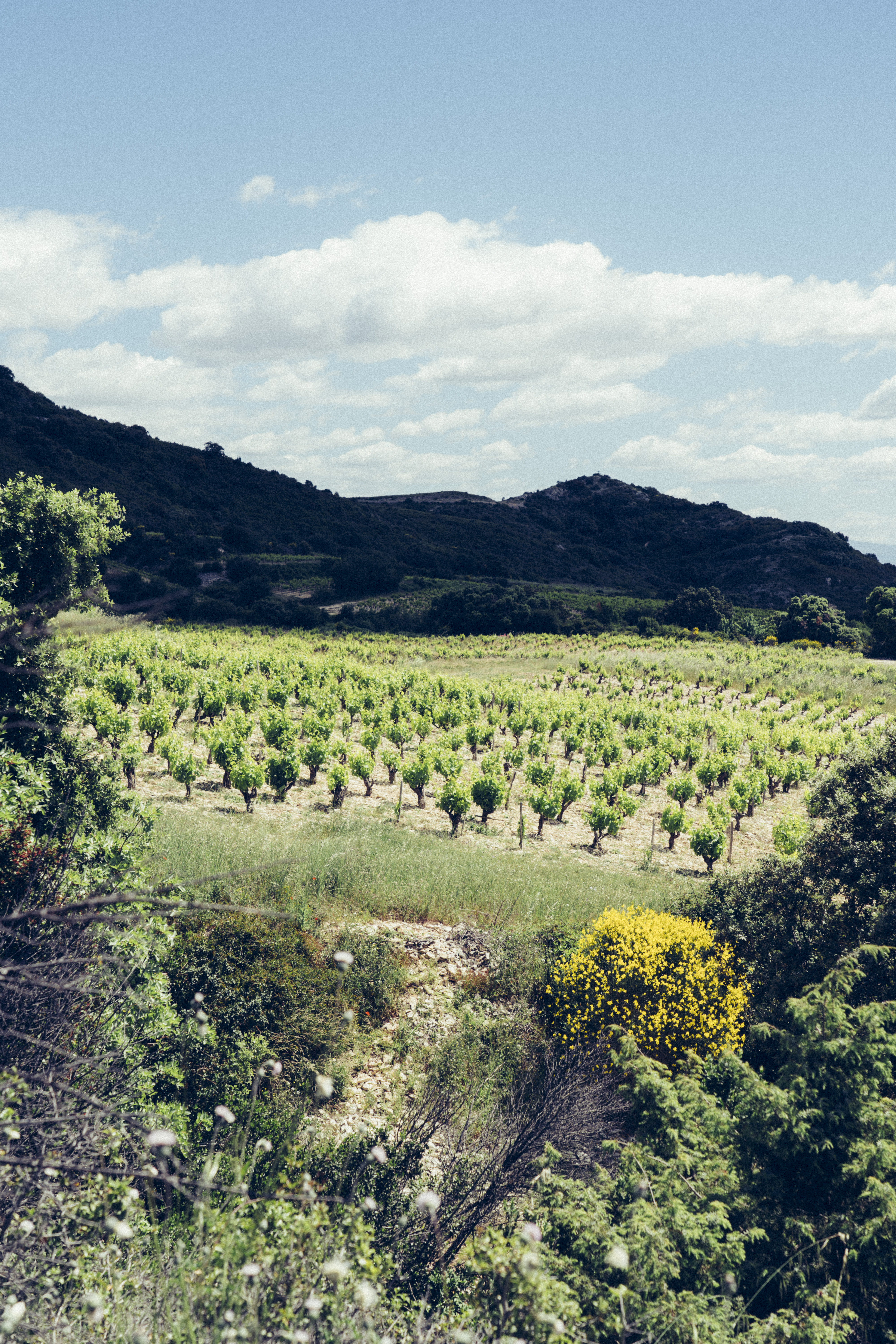 Paysage Gigondas