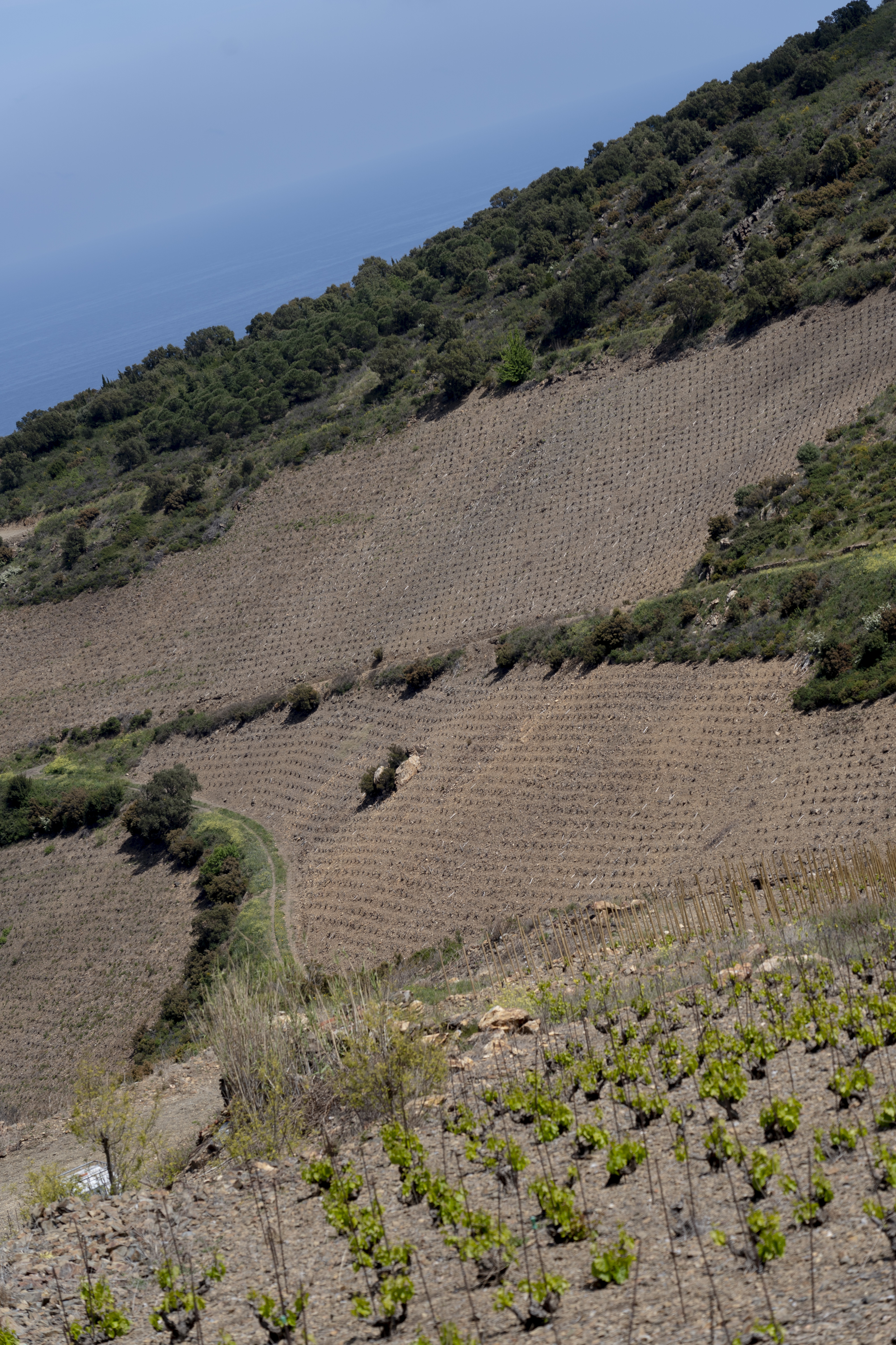 vineyards