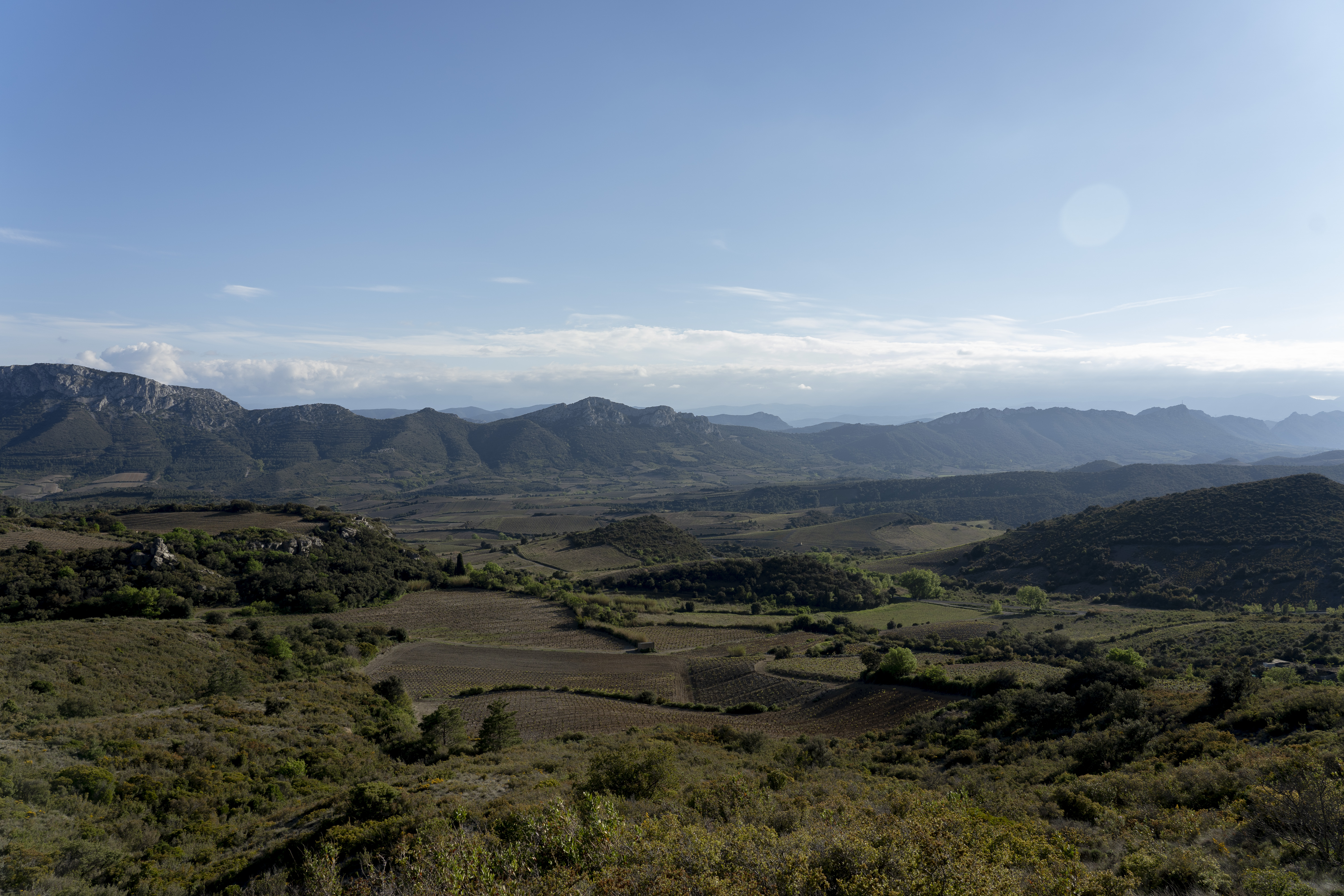 vineyards