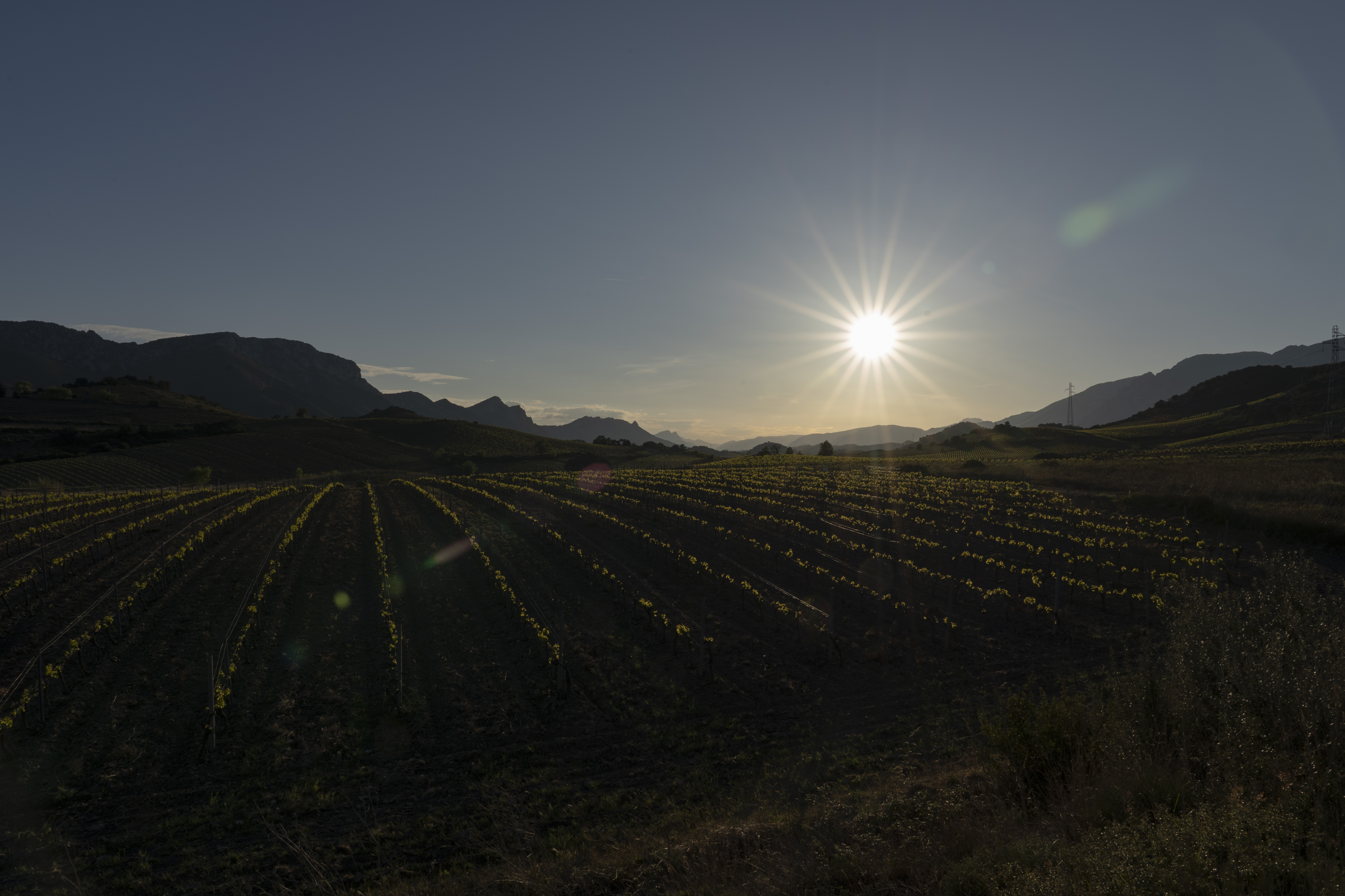 vignoble coucher de soleil