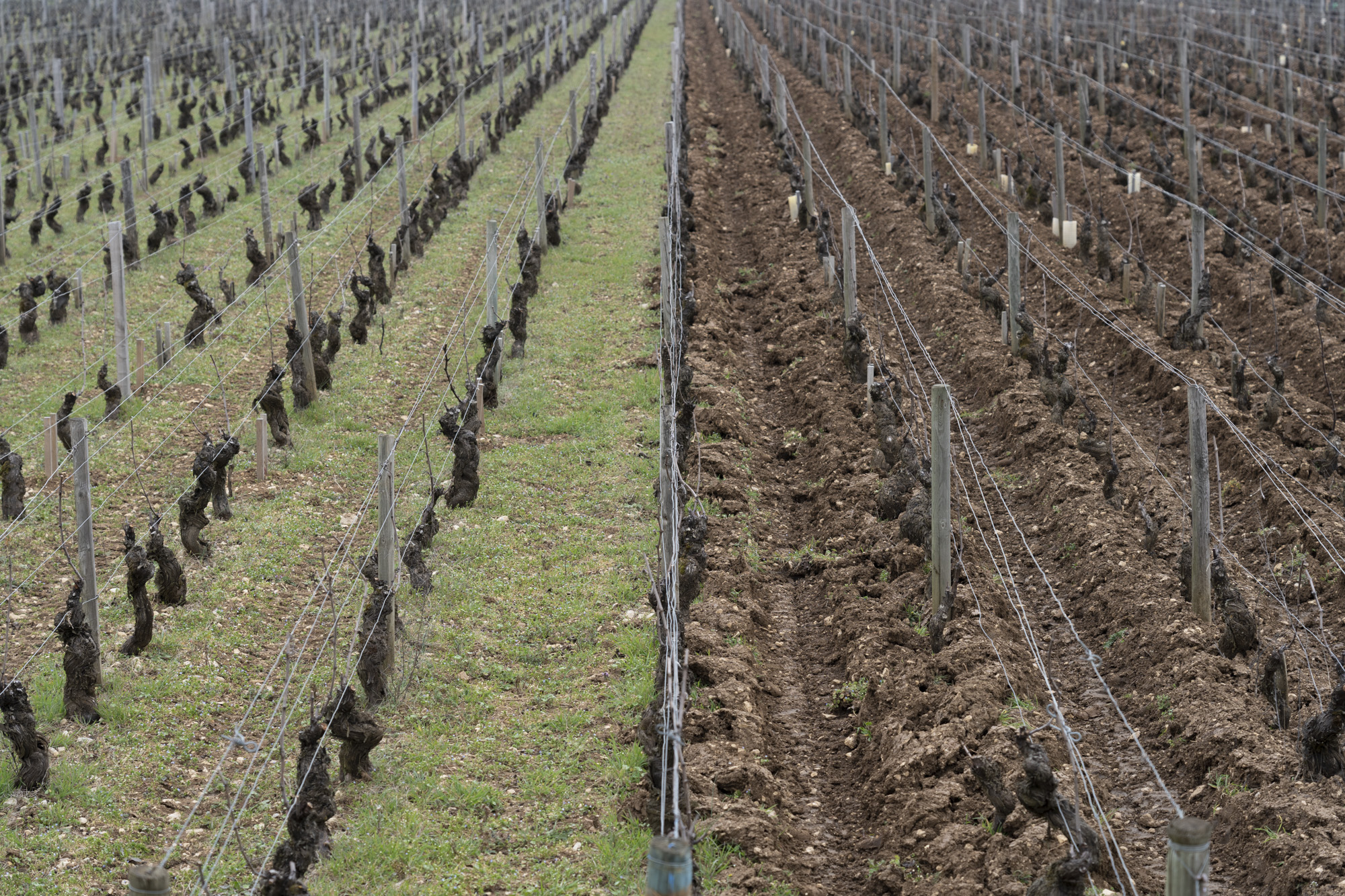 vignes