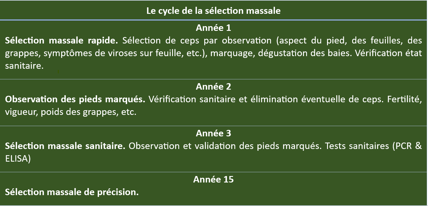Cycle de la sélection massale