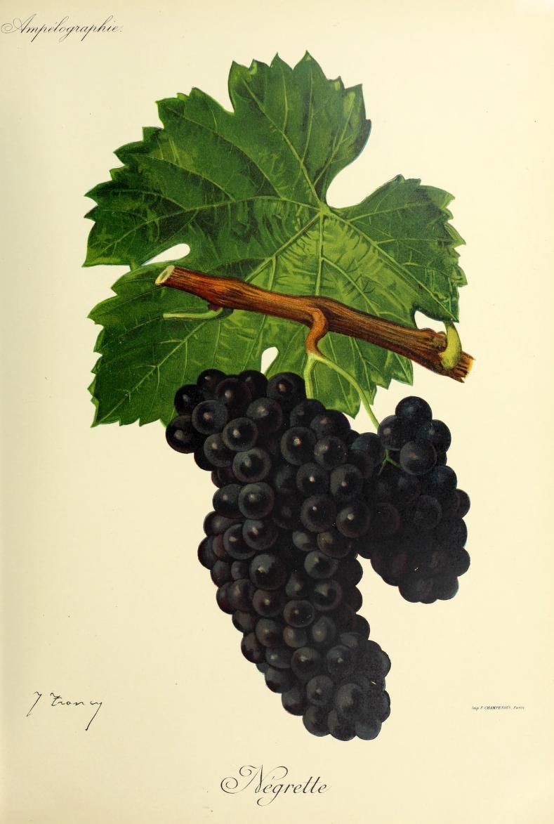 Dessin d'une grappe de Négrette