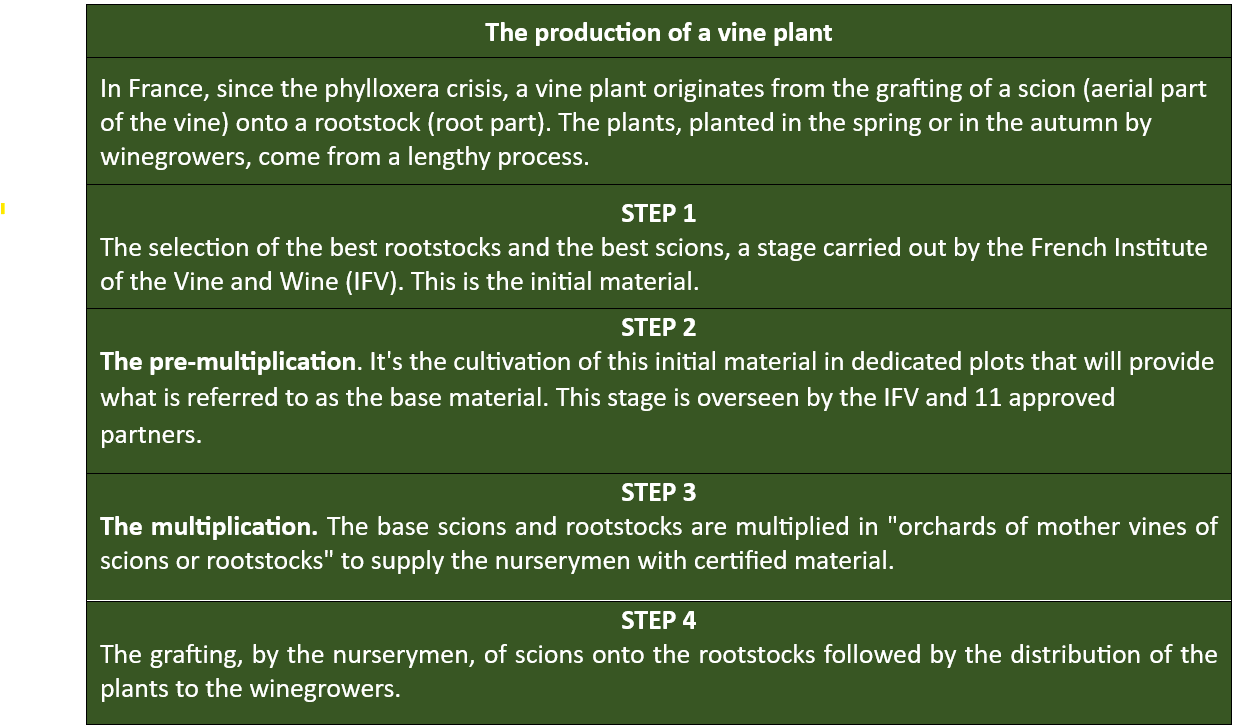 Production of a vine plant
