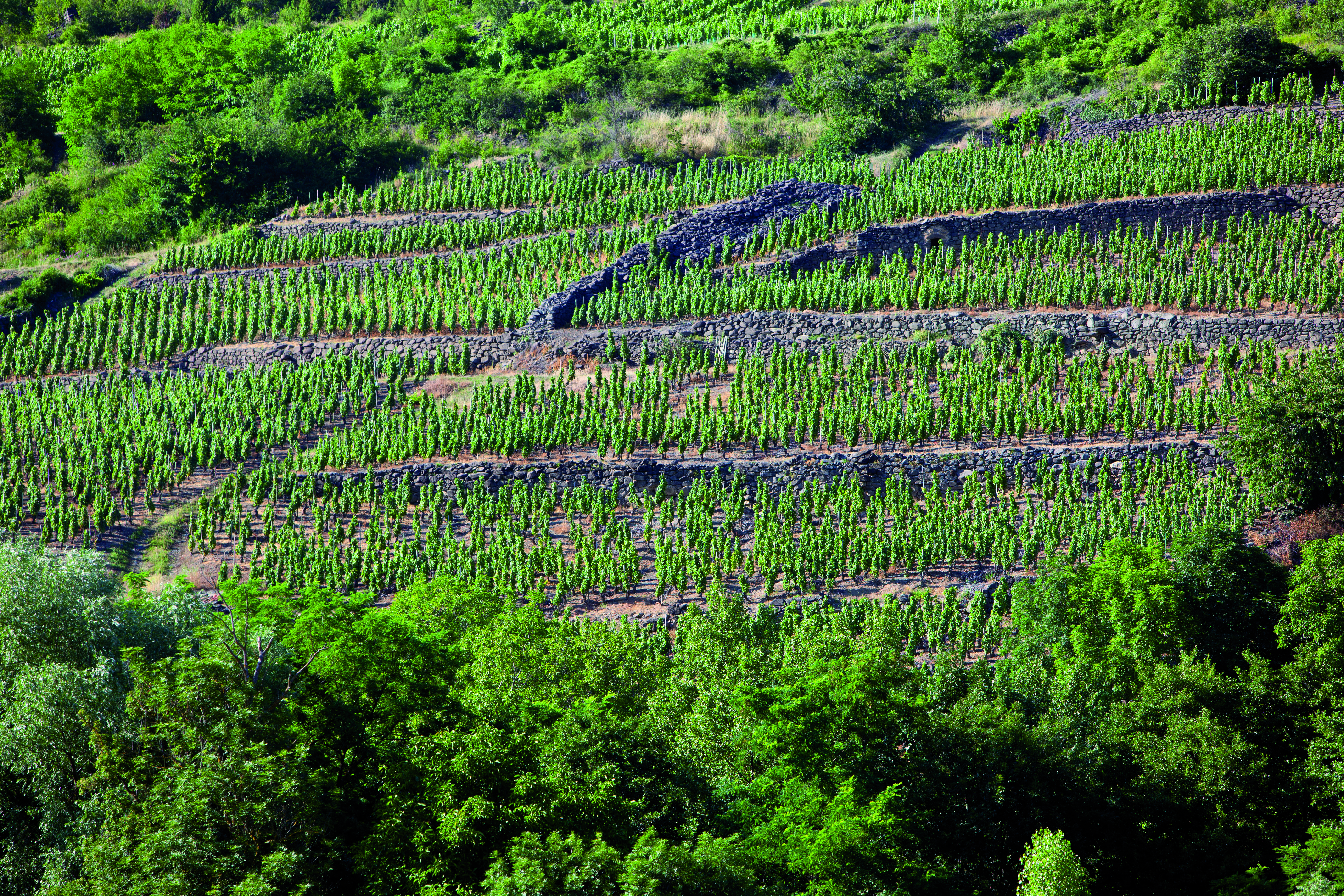 Clos de vignes d'Auvergne
