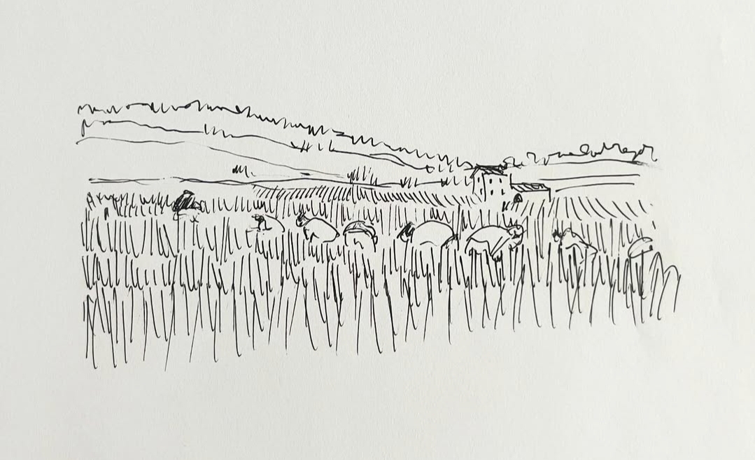 Dessin de Violeta Desvignes tiré du livre Le Temps d’un vin – Olivier Borneuf, éditions l’Harmattan