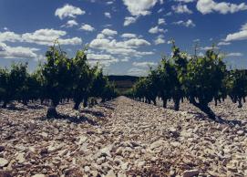A brief history of the Rhône valley vineyards