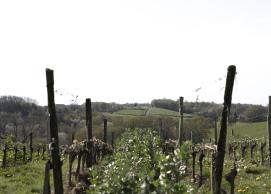 The various histories of wines from South-West France