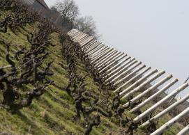 Le très deloyal gamay