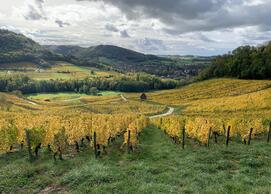 Vineyards of Château-Chalon