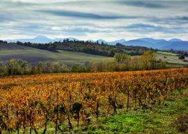 Auvergne vineyards